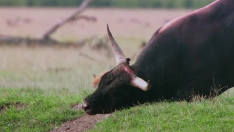 Curious red fox encountering a bull in a grassy field Stock Footage 328160814