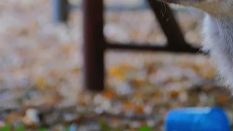 Curious red fox observing its surroundings in woodland area Stock Footage 283310873