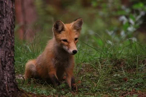 Curious Red Fox Stock Photos