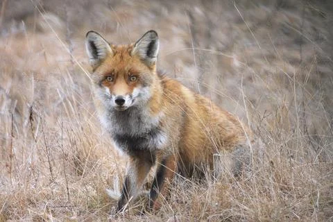 Curious red fox Stock Photos