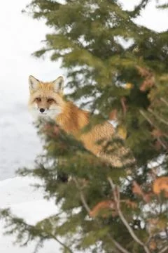 Curious Red Fox (Vulpes vulpes) Pauses Behind Pine Branches in Q Stock Photos