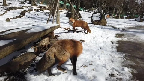 Curious Red Foxes Observing Surroundings in Snow Stock-Footage 334116713
