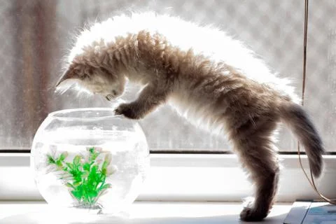 Curious red kitten with goldfish in a fishbowl Stock Photos