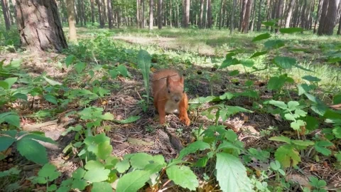 Curious red squirrel approaching camera in forest Stock Footage 316808852