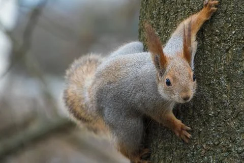 Curious red squirrel climbing on the tree 스톡 사진