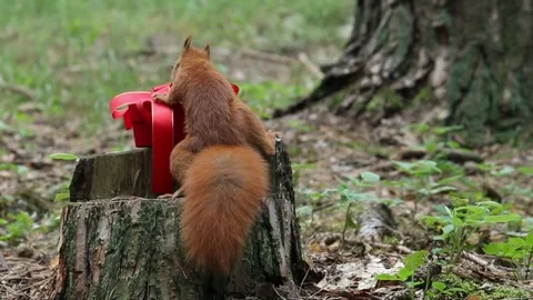Curious red squirrel discovers red gift box on tree stump Stock Footage 313837975