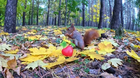 Curious red squirrel examining red decorative heart among autumn leaves Video stock 322015026