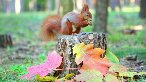 Curious red squirrel exploring autumn leaves on stump Stock Footage 319861950