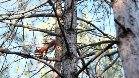 Curious red squirrel with a fluffy tail deftly climbing down a pine tree trunk Stock Footage 319632400