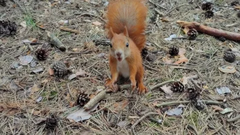 Curious red squirrel foraging nuts on forest ground looking at camera Stock Footage 314267541
