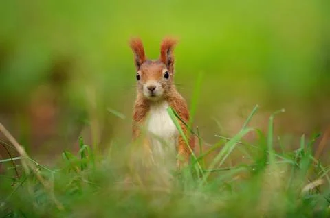 Curious red squirrel hidden in the grass 스톡 사진