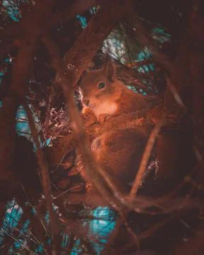 A curious red squirrel hiding in the branches of a pine tree Stock Photos