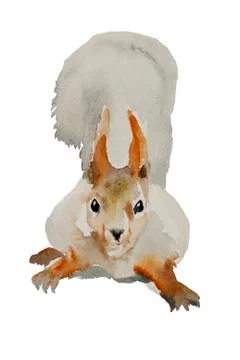 Curious red squirrel isolated on white background original hand painted Stock Illustration