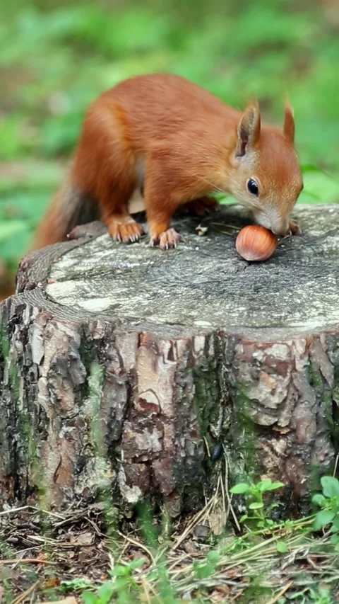 A curious red squirrel jumps on a tree stump and grabs a hazelnut Stock Footage 313250045