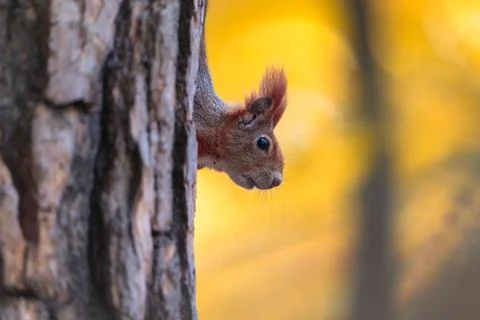 Curious Red Squirrel Observes from a Tree Amidst Autumn Colors in the Forest Stock Photos