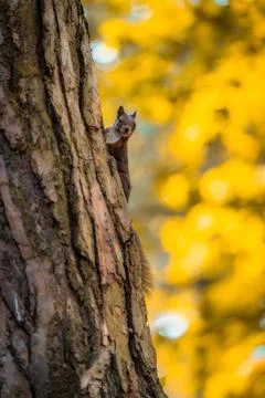 Curious Red Squirrel Observes from a Tree Amidst Autumn Colors in the Forest Stock Photos