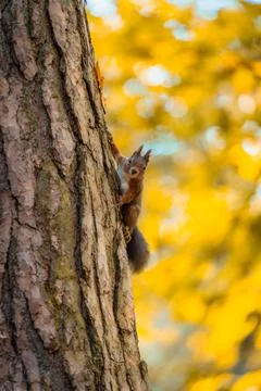 Curious Red Squirrel Observes from a Tree Amidst Autumn Colors in the Forest Stock-Fotos