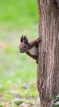 A curious Red Squirrel or Eurasian Red Squirrel (Sciurus vulgaris) Stock Photos