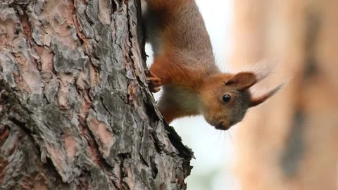 Curious Red Squirrel Peeking Around A Pine Tree Trunk Bark Stock Footage 343279718