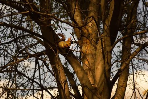Curious red squirrel peeking behind the tree Stock Photos