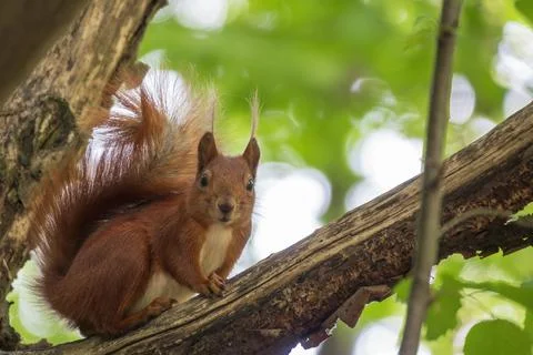Curious red squirrel 스톡 사진