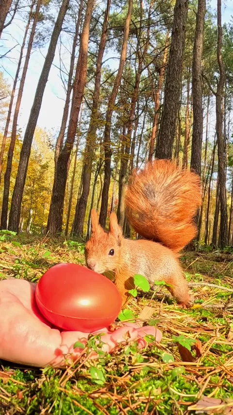 A curious red squirrel runs up with a red decorative heart in a sunny forest. Video stock 321241670