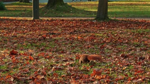 Curious red squirrel searching for food among colorful autumn leaves in park Stock Footage 320740974