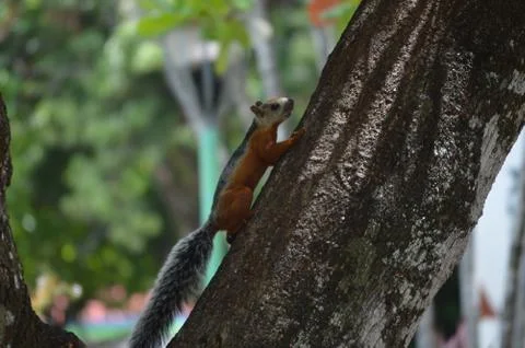 Curious Red Squirrel sitting in small tree,watching Stock Photos