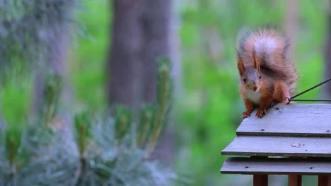 Curious Red Squirrel Sitting On Wooden Feeder In Green Forest Stock Footage 343279776
