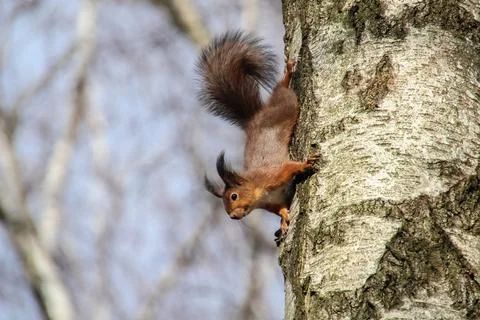 Curious red squirrel on tree trunk hanging down, Sciurus vulgaris Foto stock