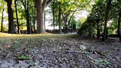A curious red squirrel wanders at a public park in Poland in search for food. Vídeo Stock 345700312