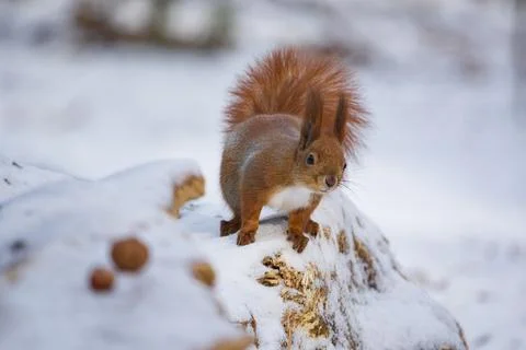 Curious red squirrel in the winter forest Stock Photos