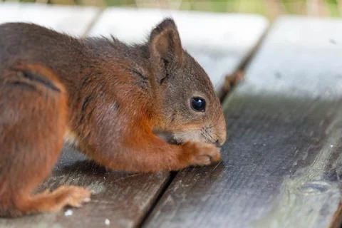 Curious Red Squirrel on Wood Surface, Close-up Stock Photos