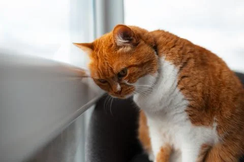Curious red-white cat looking outside through window. Stock Photos