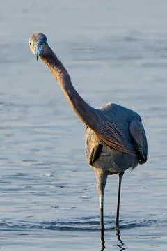 Curious Reddish Egret Foto stock