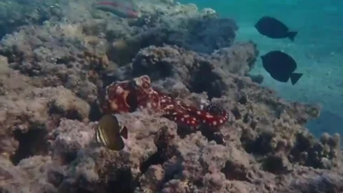 Curious Reef Octopus Reaches Toward Snorkeler's Hand – Natural Wildlife Interact Stock Footage 338025553