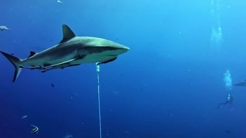 Curious reef shark Stock Footage 314206848