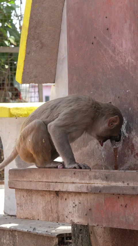 Curious Rhesus Macaque Monkey Sitting Near Temple Structure Stock Footage 339724215