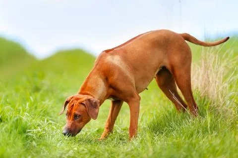 Curious rhodesian ridgeback dog Stock Photos