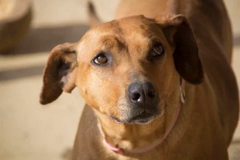Curious Rhodesian Ridgeback Dog Stock Photos