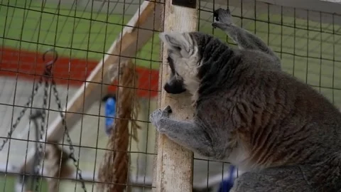 Curious ring tailed lemur exploring in a cage Stock Footage 337032531