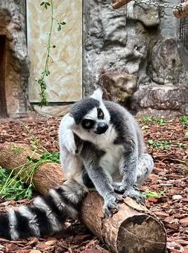 Curious ring-tailed lemur monkey sitting on tree log on the ground of its enclos Stock Photos