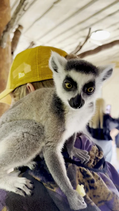 A curious ring-tailed lemur perched on a person's shoulder eating a fruit. Video stock 345414021