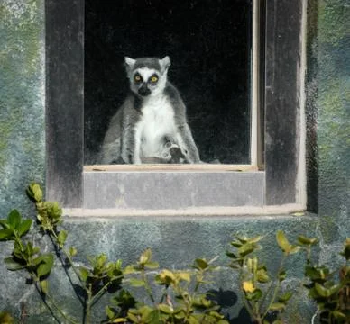 Curious ring-tailed lemur. Stock Photos