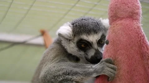 Curious ring tailed lemur playing with toy Vidéo 337032658