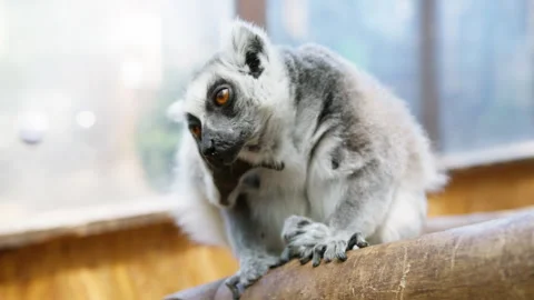 Curious Ring-Tailed Lemur Sitting on a Wooden Beam in a Petting Zoo 動画素材 298160912