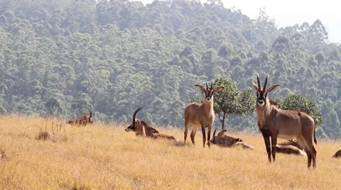 Curious Roan antelopes Stock Footage 51754976