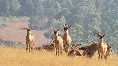 Curious roan antelopes Stock Footage 51769263
