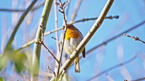 Curious Robin Perched on Tree Branch in Hertfordshire Stock Footage 331114876