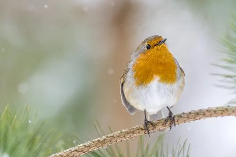 Curious Robin in Snowfall Brecon Beacons Stock Photos